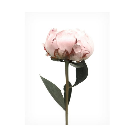 Trademark Fine Art Rosana Laiz Blursbyai Blush peony II Canvas Wall Art