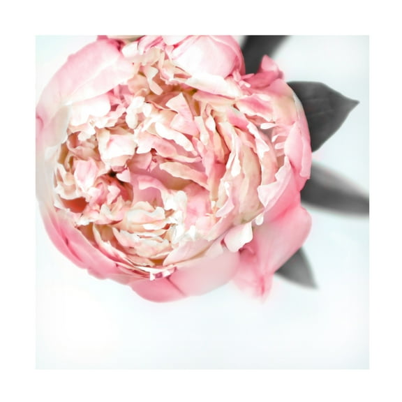Trademark Fine Art Rosana Laiz Blursbyai Blush peony III Canvas Wall Art