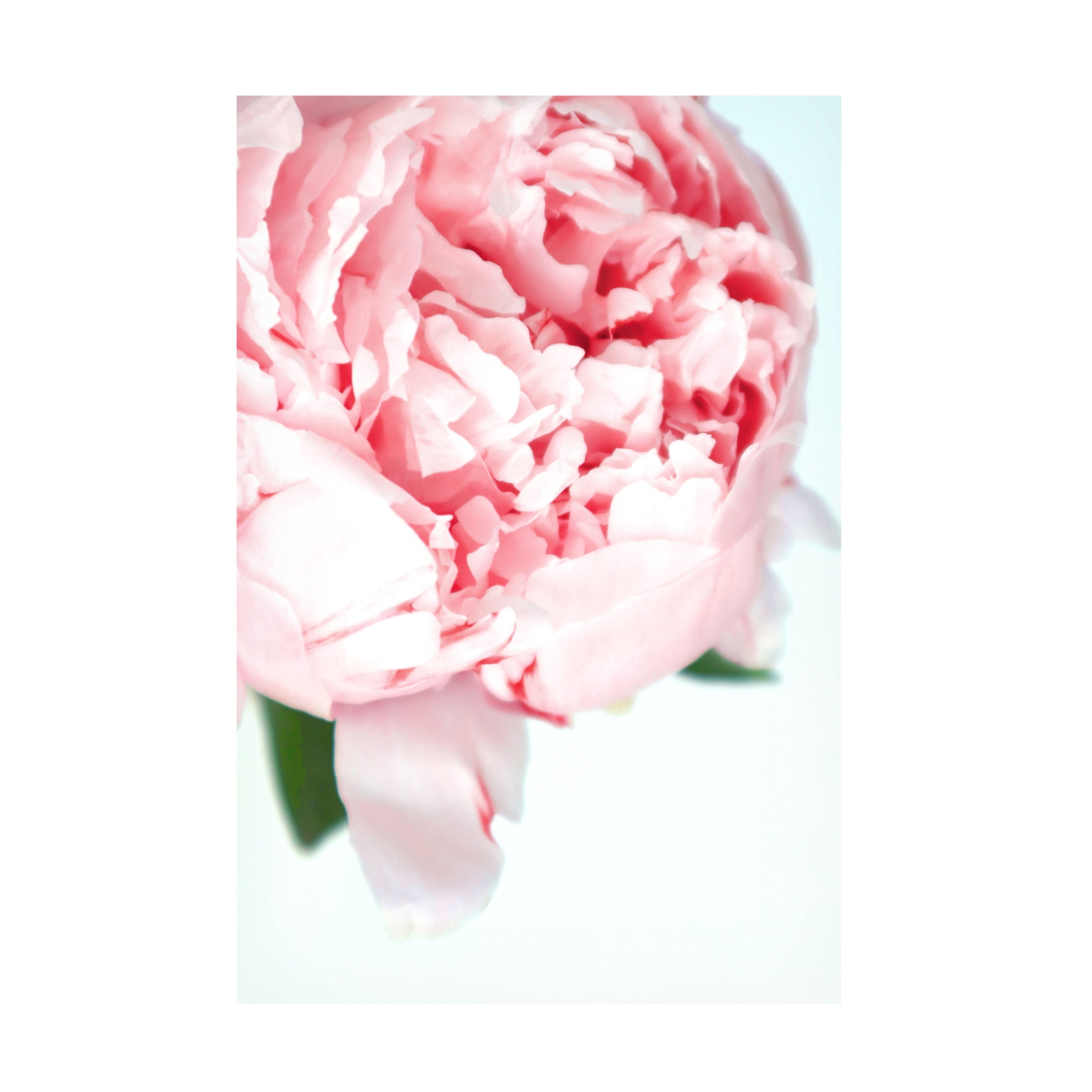Trademark Fine Art Rosana Laiz Blursbyai Blush peony VII Canvas Wall Art