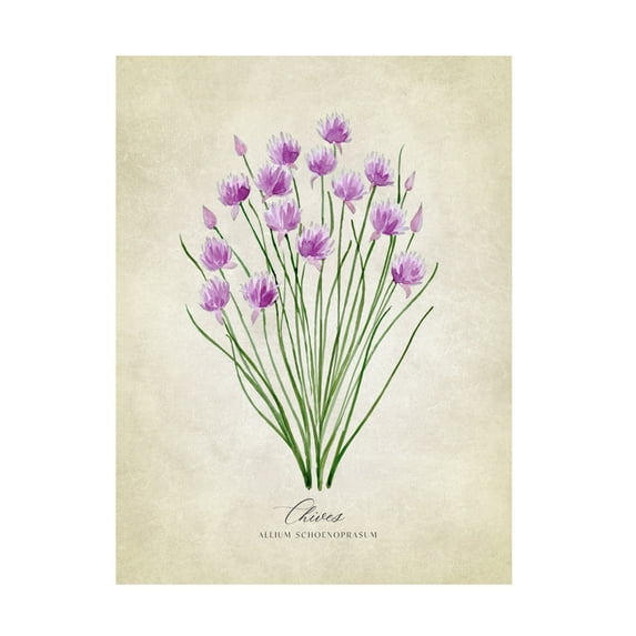 Trademark Fine Art Rosana Laiz Blursbyai Chives vintage Canvas Wall Art