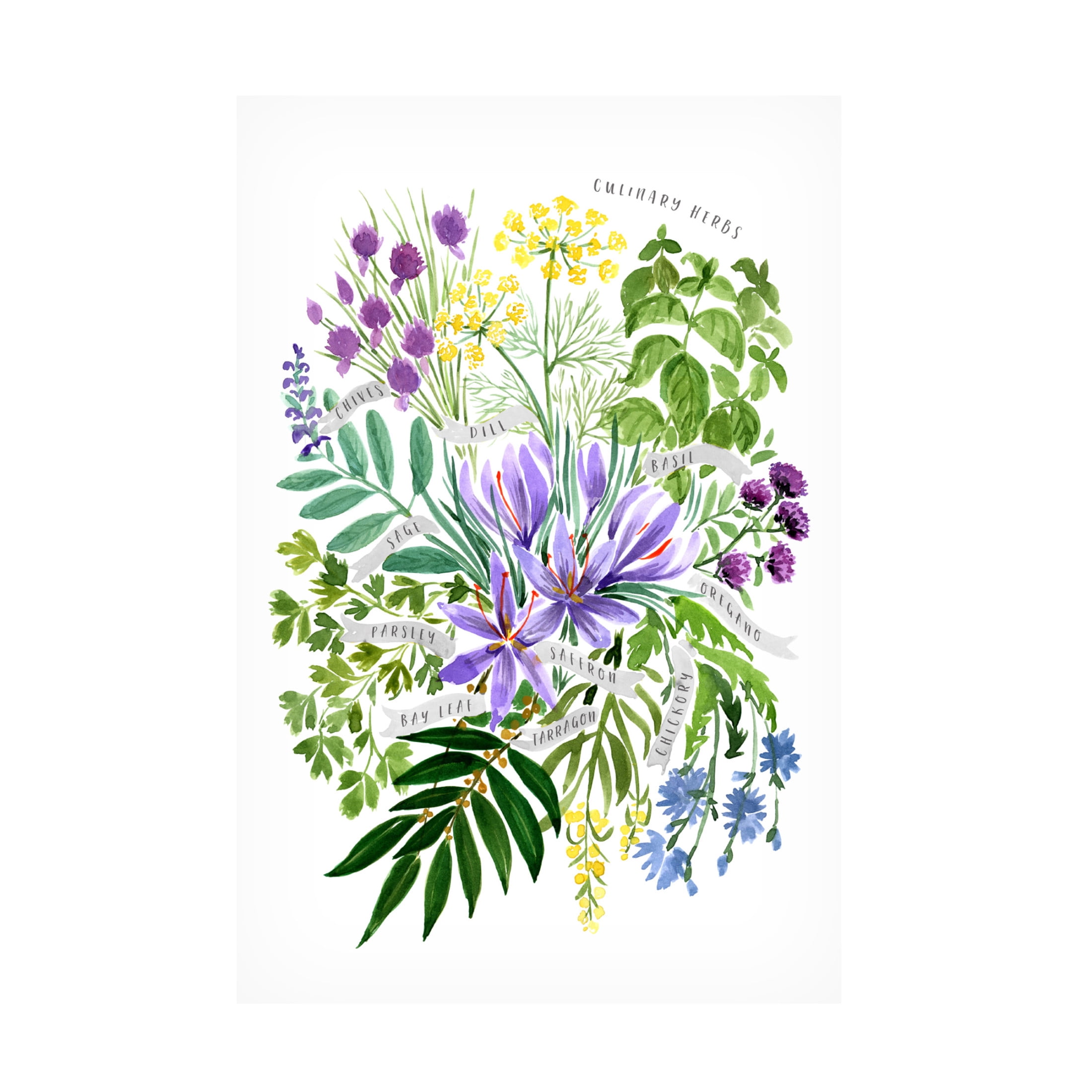 Trademark Fine Art Rosana Laiz Blursbyai Culinary herbs Canvas Wall Art