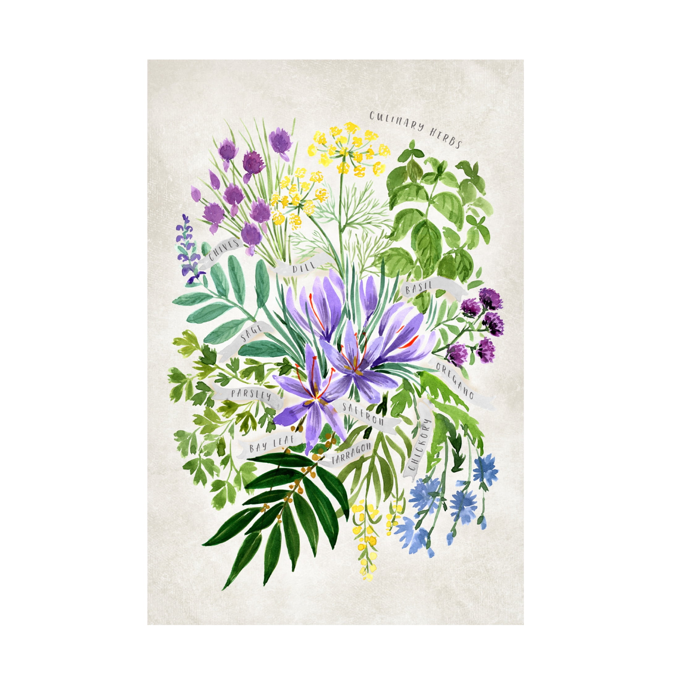 Trademark Fine Art Rosana Laiz Blursbyai Culinary herbs in vintage gray Canvas Wall Art