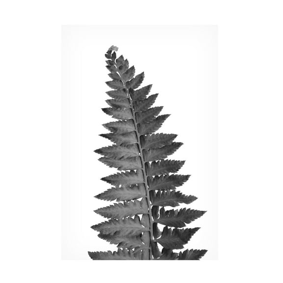 Trademark Fine Art Rosana Laiz Blursbyai Gray fern leaf Canvas Wall Art
