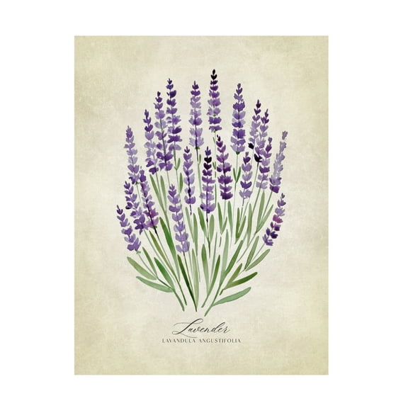 Trademark Fine Art Rosana Laiz Blursbyai Lavender vintage Canvas Wall Art