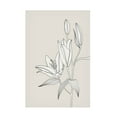 thumbnail image 1 of Trademark Fine Art Rosana Laiz Blursbyai Line art lillies in beige Canvas Wall Art, 1 of 4