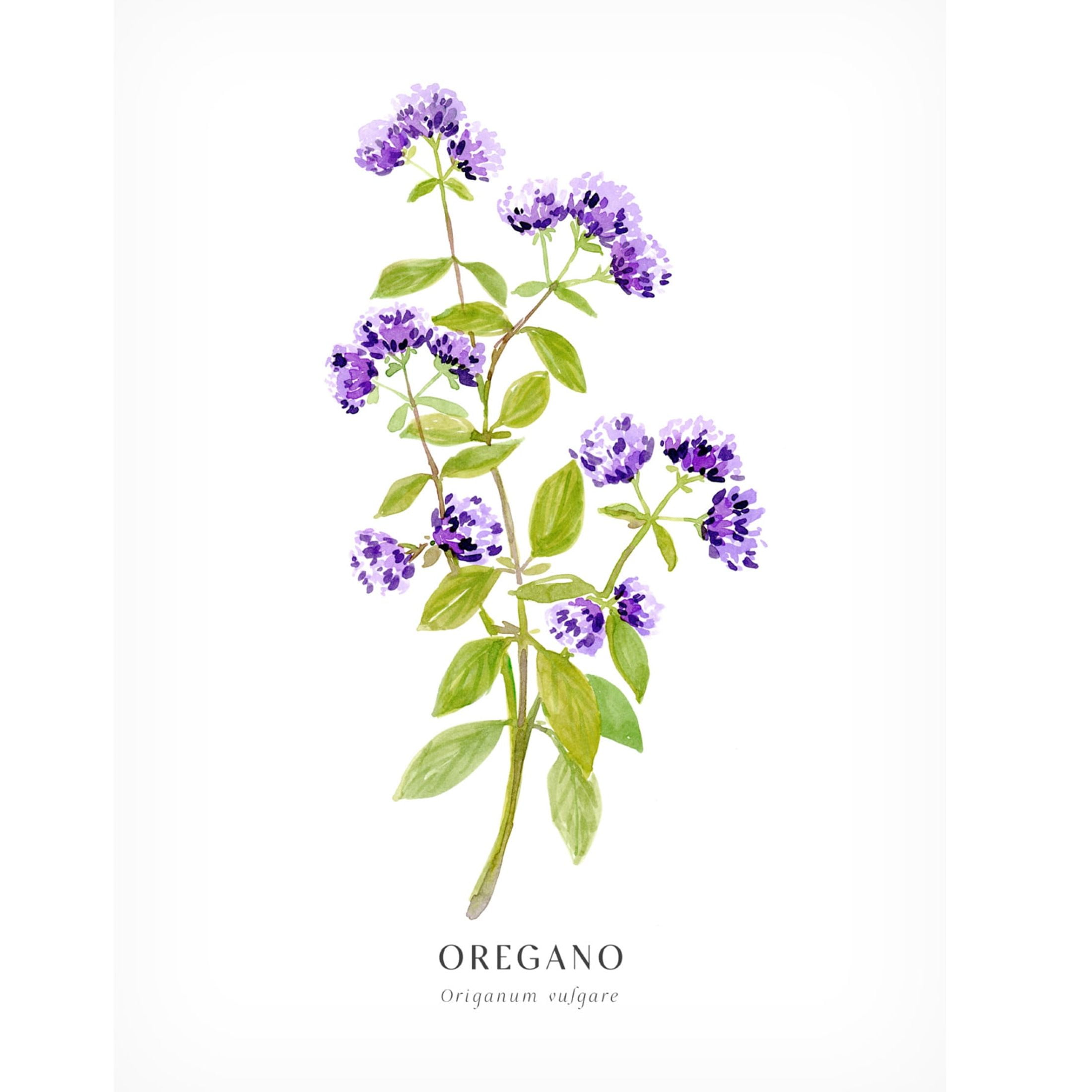 Trademark Fine Art Rosana Laiz Blursbyai Oregano I Canvas Wall Art