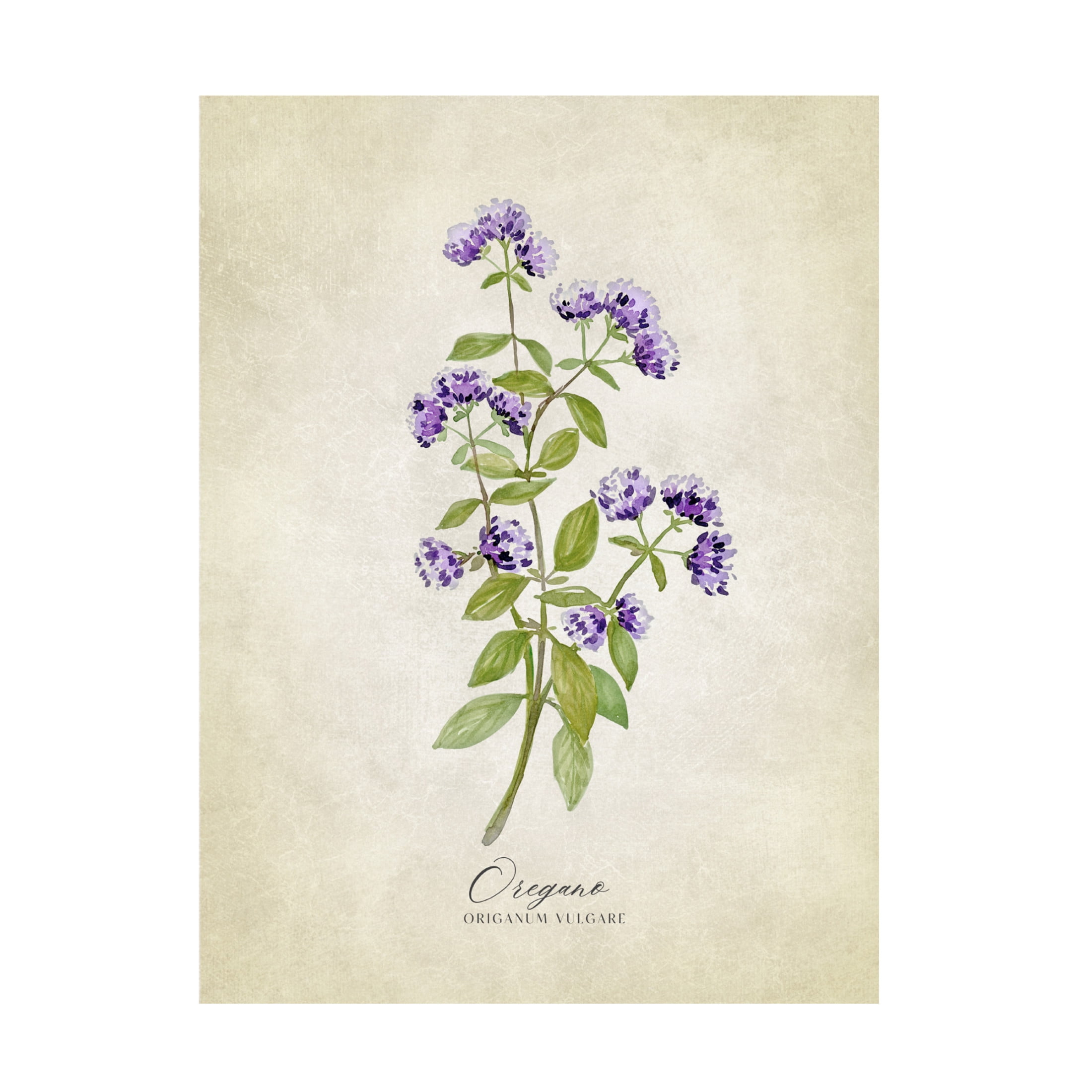 Trademark Fine Art Rosana Laiz Blursbyai Oregano vintage Canvas Wall Art
