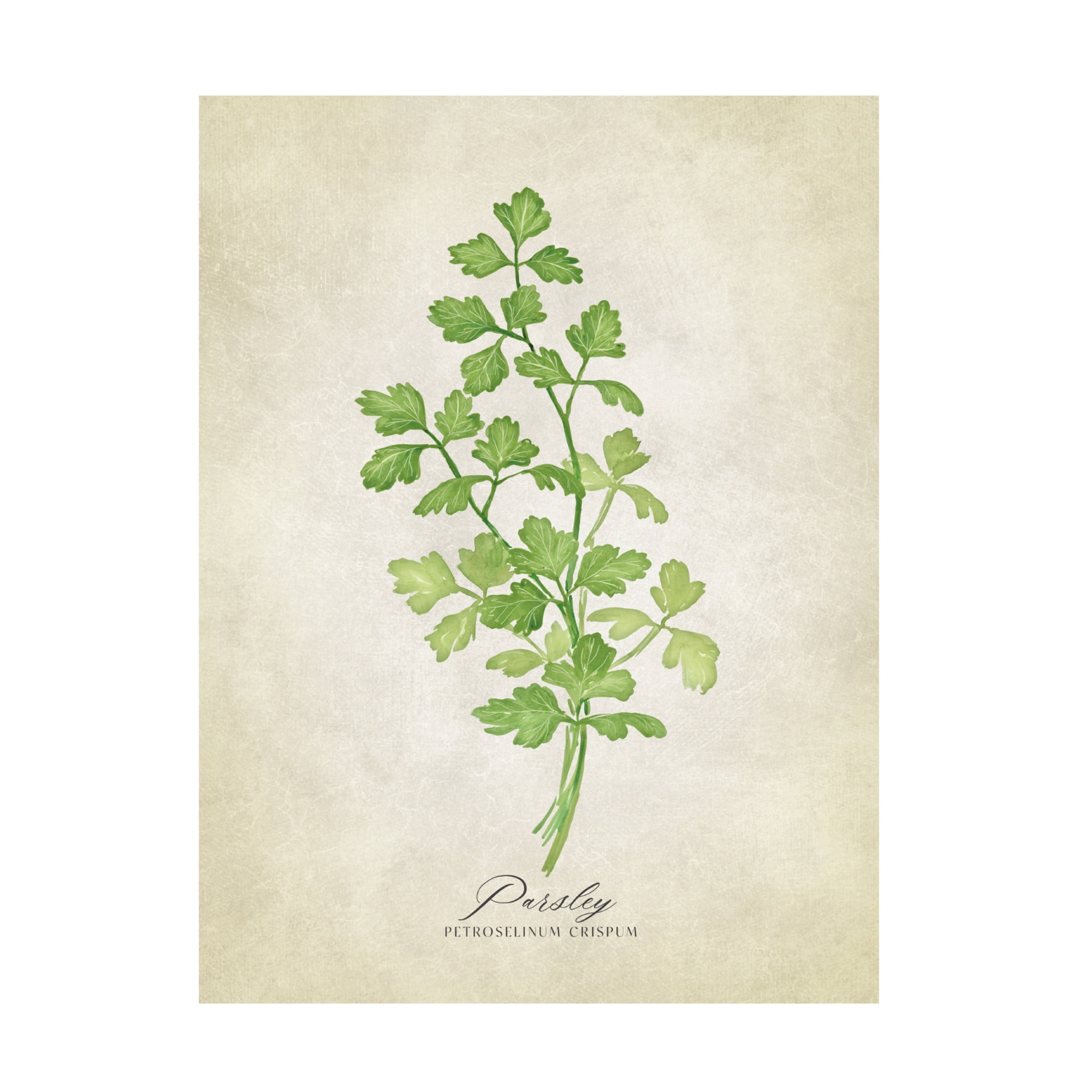 Trademark Fine Art Rosana Laiz Blursbyai Parsley vintage Canvas Wall Art