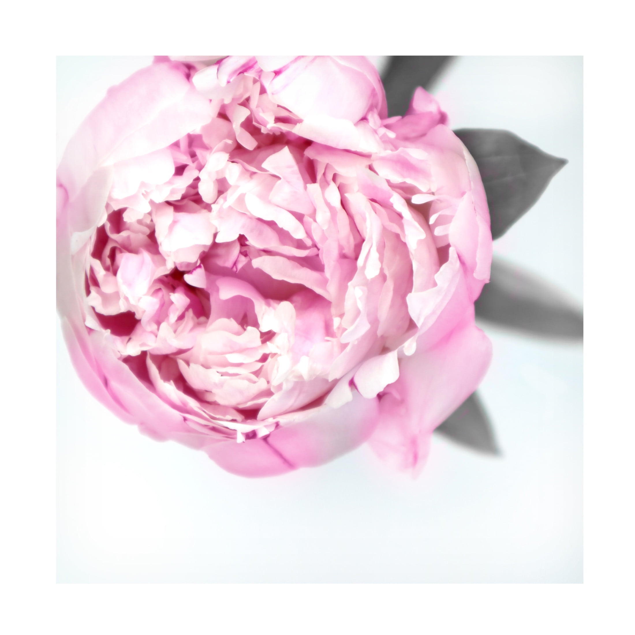 Trademark Fine Art Rosana Laiz Blursbyai Pink peony III Canvas Wall Art