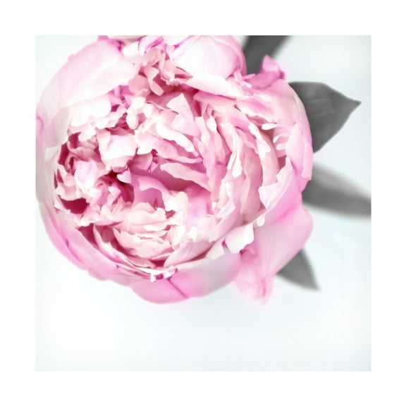 Trademark Fine Art Rosana Laiz Blursbyai Pink peony III Canvas Wall Art