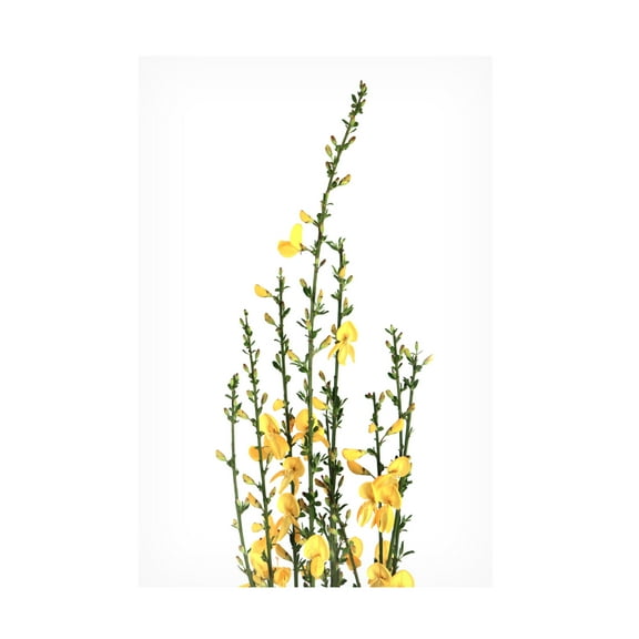 Trademark Fine Art Rosana Laiz Blursbyai Yellow blooms Canvas Wall Art