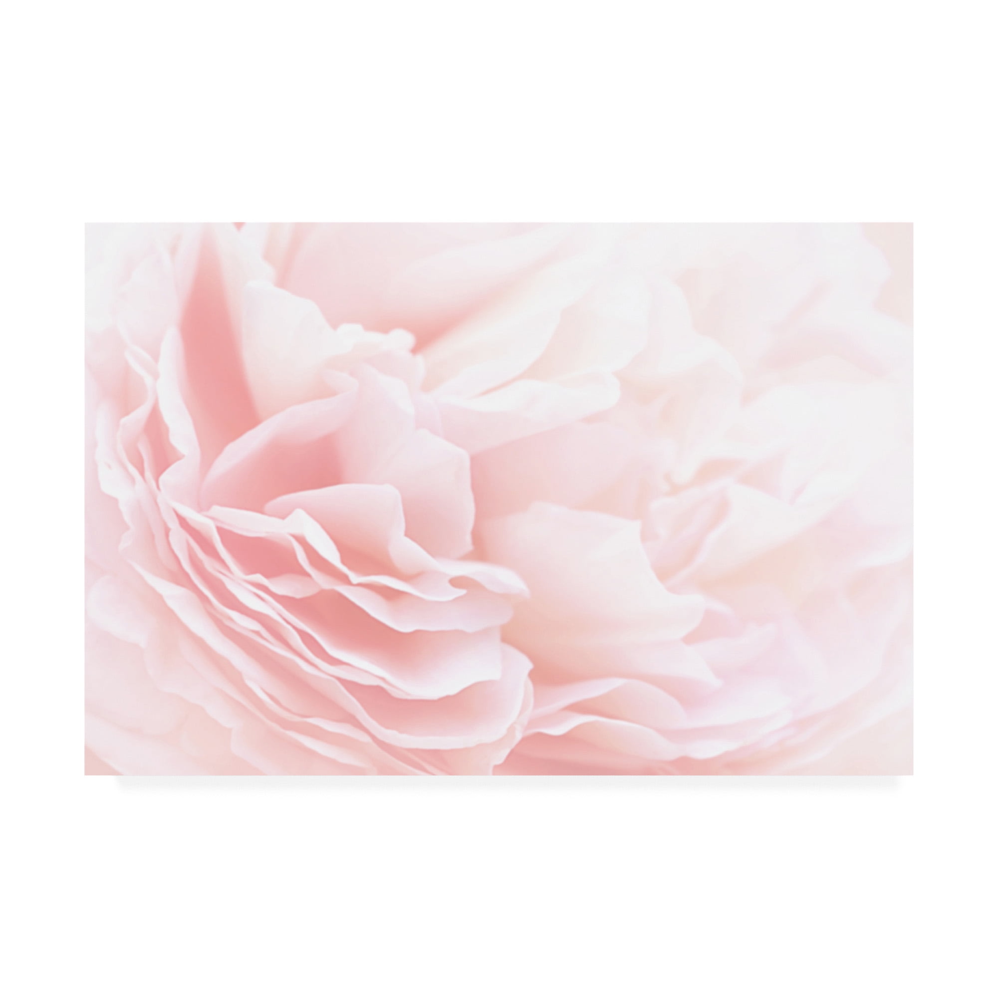 Trademark Fine Art 'Rose 2 Pink Floral' Canvas Art by PhotoINC Studio