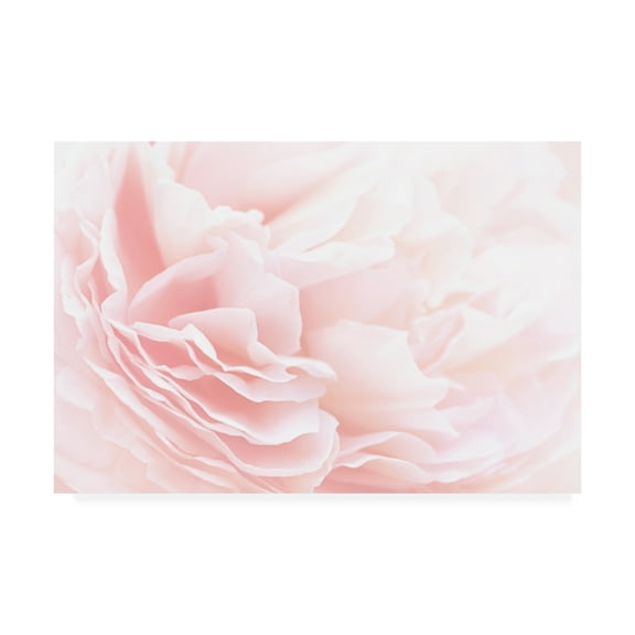 Trademark Fine Art 'Rose 2 Pink Floral' Canvas Art by PhotoINC Studio