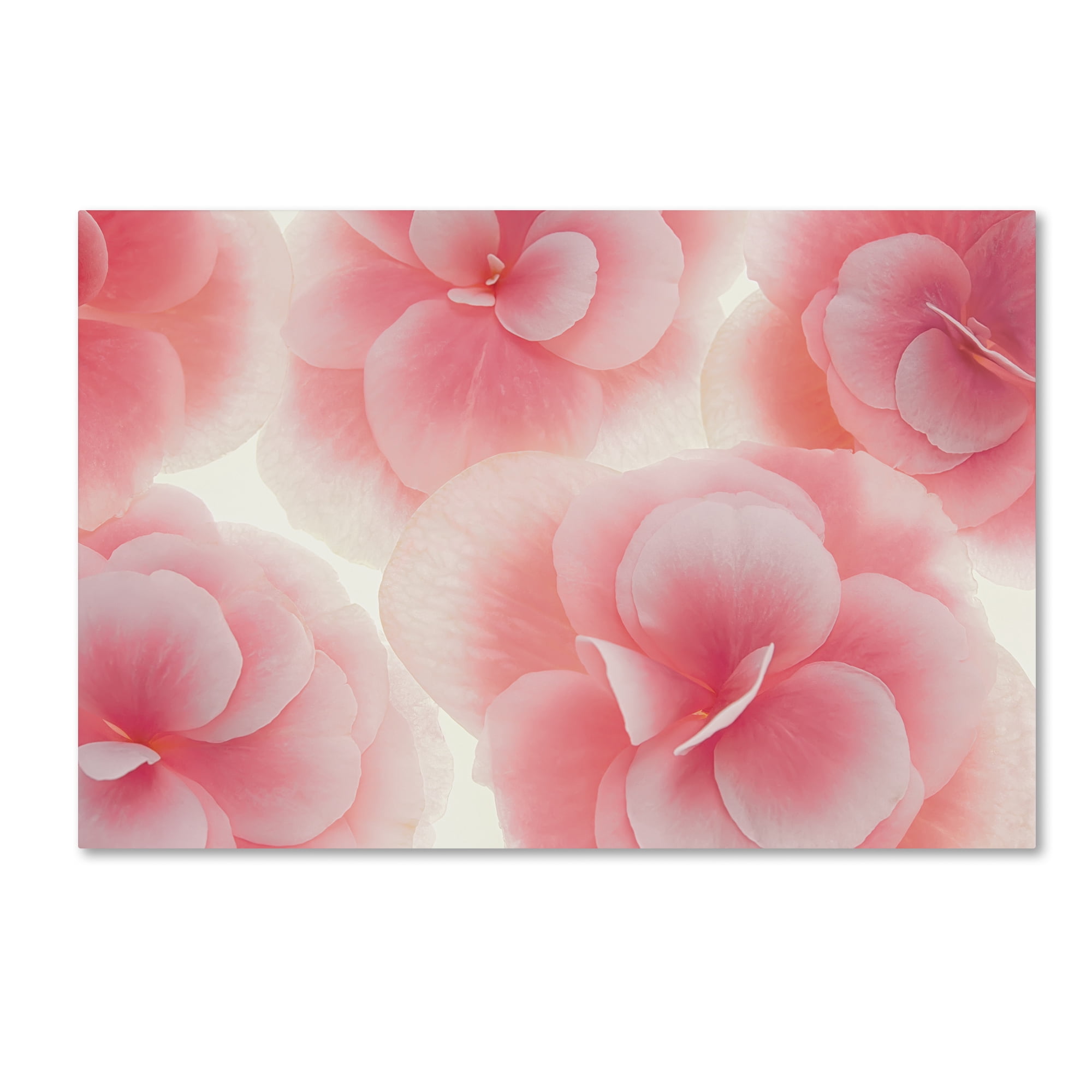 Trademark Fine Art 'Rose Begonia Flowers' Canvas Art by Cora Niele