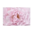 thumbnail image 1 of Trademark Fine Art 'Rose Pink Rose' Canvas Art by Cora Niele, 1 of 4