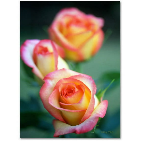 Trademark Fine Art "Rose Trio" Canvas Art by Kathy Yates