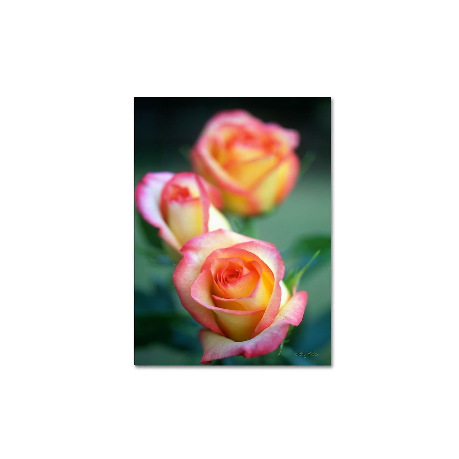 Rose Trio Giclee Print Canvas Art in Pink and Yellow