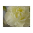 thumbnail image 1 of Trademark Fine Art 'Rose Whisper I' Canvas Art by Judy Stalus, 1 of 4