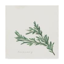 Trademark Fine Art 'Rosemary' Canvas Art by Chris Paschke