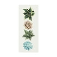 thumbnail image 1 of Trademark Fine Art 'Row of Succulents I' Canvas Art by Grace Popp, 1 of 3