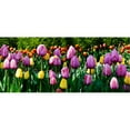 thumbnail image 1 of Trademark Fine Art "Row of Tulips" Canvas Art by Kurt Shaffer, 1 of 1