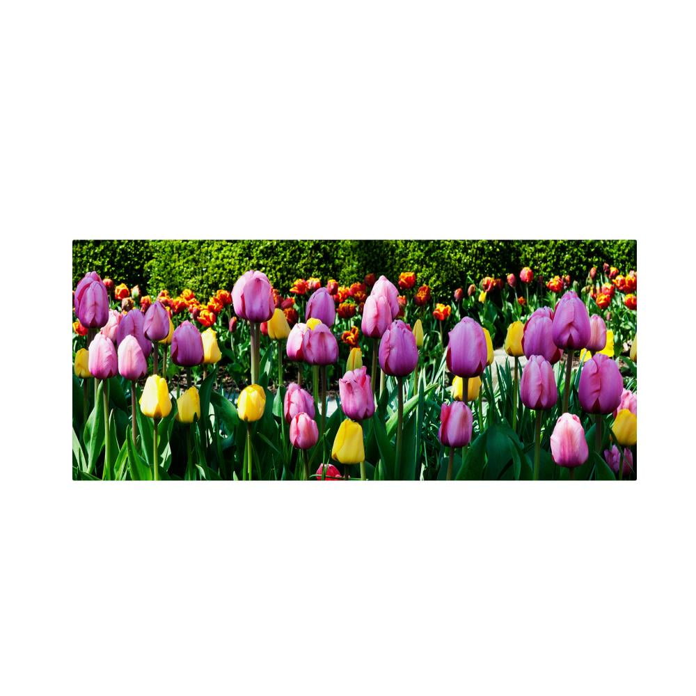 Trademark Fine Art "Row of Tulips" Canvas Art by Kurt Shaffer