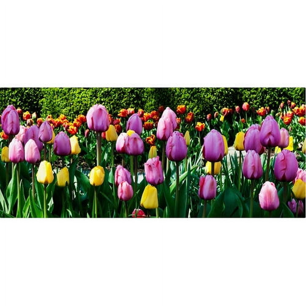 Trademark Fine Art "Row of Tulips" Canvas Art by Kurt Shaffer