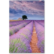 Trademark Fine Art "Rows Of Lavender" Canvas Art by Michael Blanchette Photography