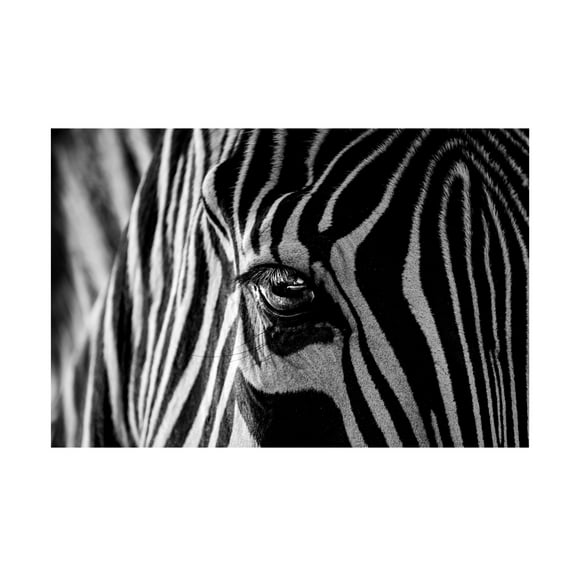 Trademark Fine Art Roy Darnell Abstract Zebra Canvas Wall Art