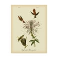 thumbnail image 1 of Trademark Fine Art 'Ruff neck Hummingbird' Canvas Art by John James Audubon, 1 of 4
