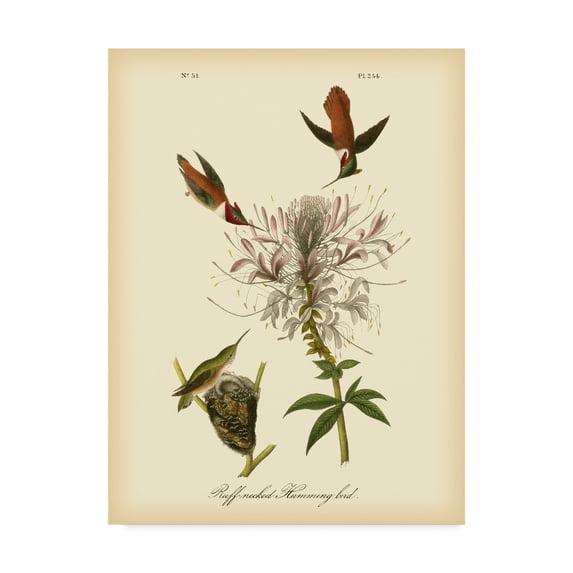 Trademark Fine Art 'Ruff neck Hummingbird' Canvas Art by John James Audubon