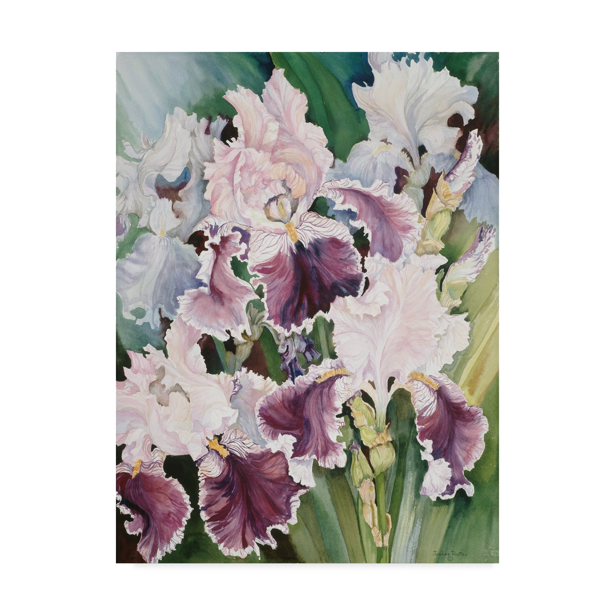 Trademark Fine Art 'Ruffled Burgundy Iris' Canvas Art by Joanne Porter