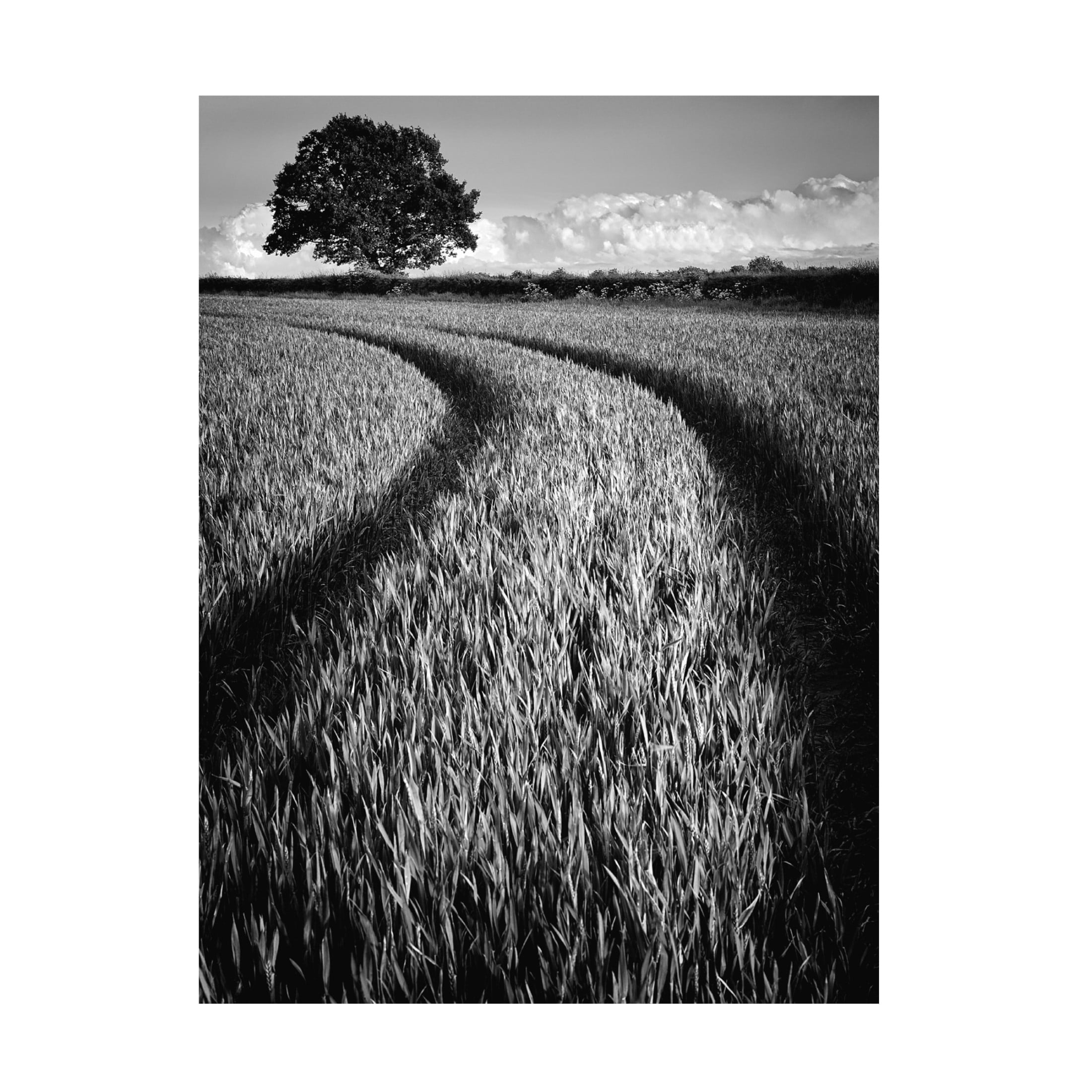 Trademark Fine Art Russell Jones Davies Tree at sunset Canvas Wall Art