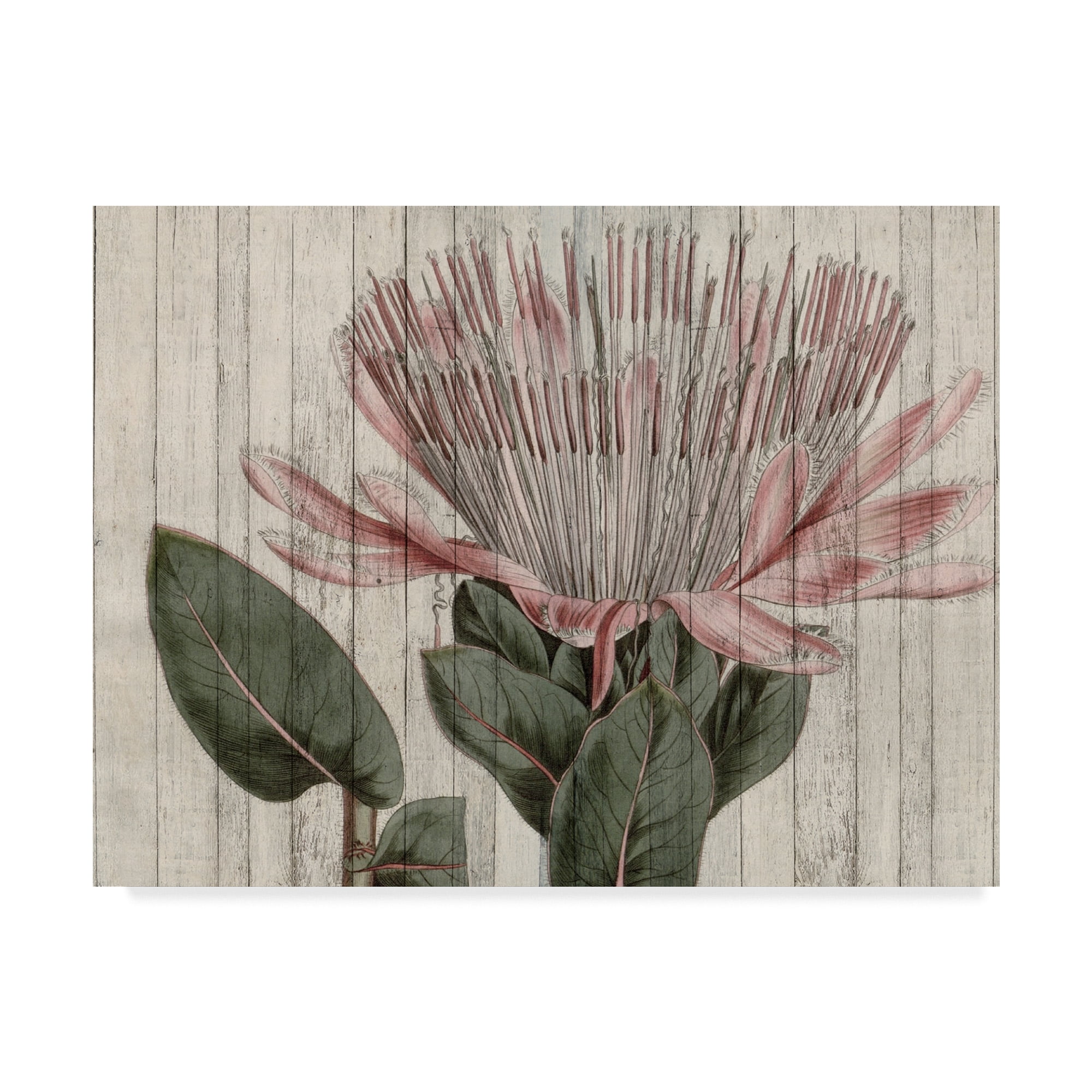 Trademark Fine Art 'Rustic Floral IV' Canvas Art by Studio W