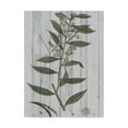 thumbnail image 1 of Trademark Fine Art 'Rustic Greenery III' Canvas Art by Studio W, 1 of 4