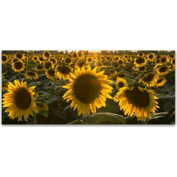Trademark Fine Art "SUN Flower Love" Canvas Art by Kurt Shaffer
