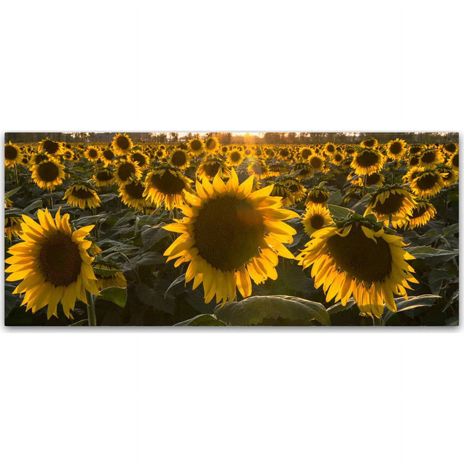 Sunflower Field Yellow Canvas Art Print