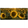 thumbnail image 1 of Trademark Fine Art "SUN Flower Love" Canvas Art by Kurt Shaffer, 1 of 3