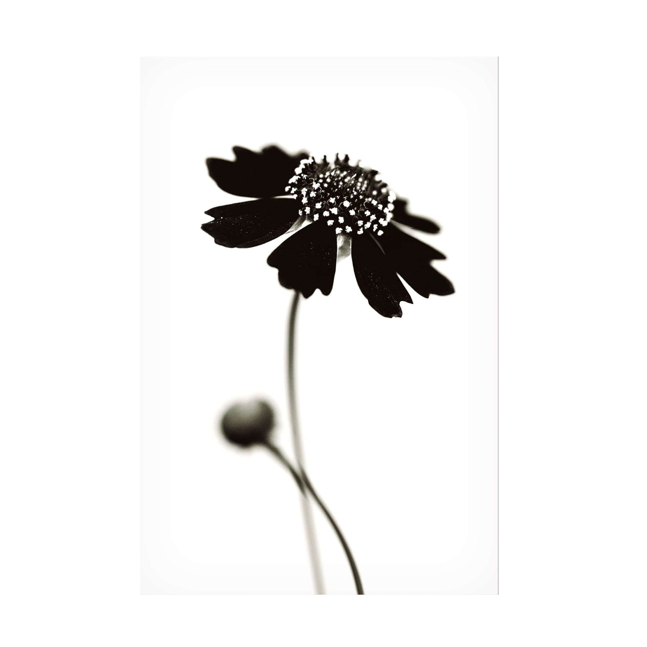 Trademark Fine Art Saad Salem Once I Was A Black. Canvas Wall Art