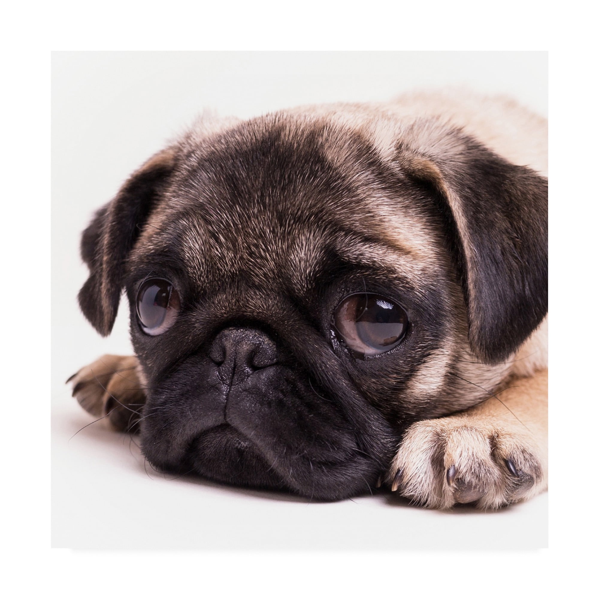 Trademark Fine Art 'Sad Sack Pug' Canvas Art by Edward M. Fieldin