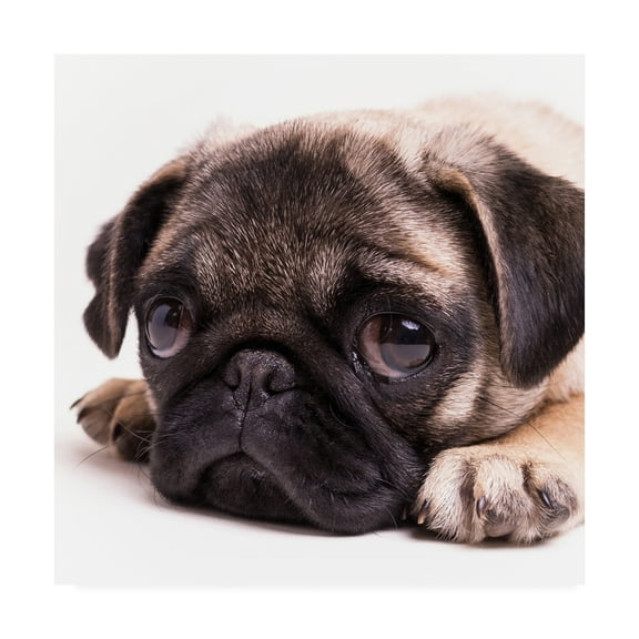 Trademark Fine Art 'Sad Sack Pug' Canvas Art by Edward M. Fieldin