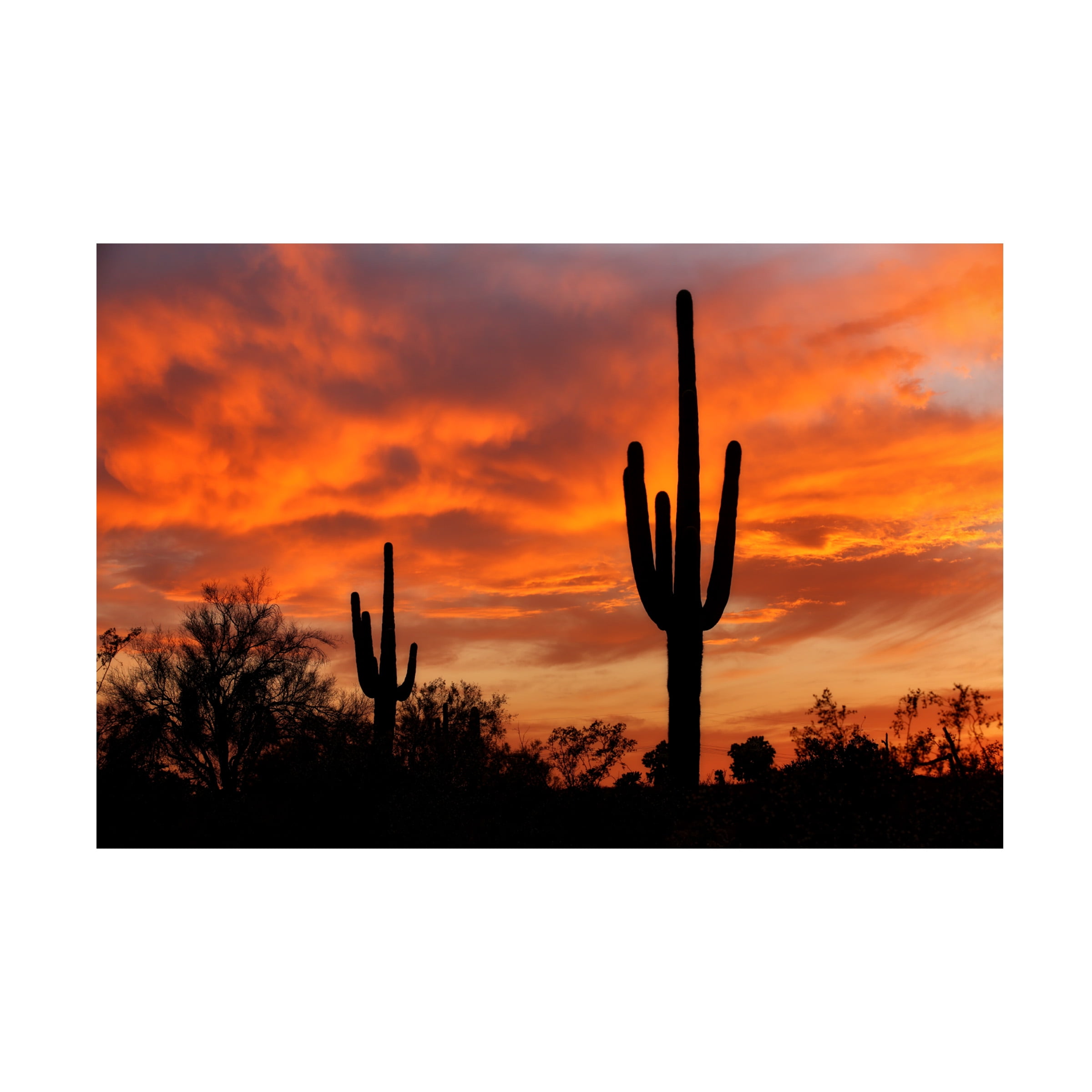 Trademark Fine Art Mike Jones Photo Saguaros Amazing Sunset 5 Canvas Wall Art - 12x19