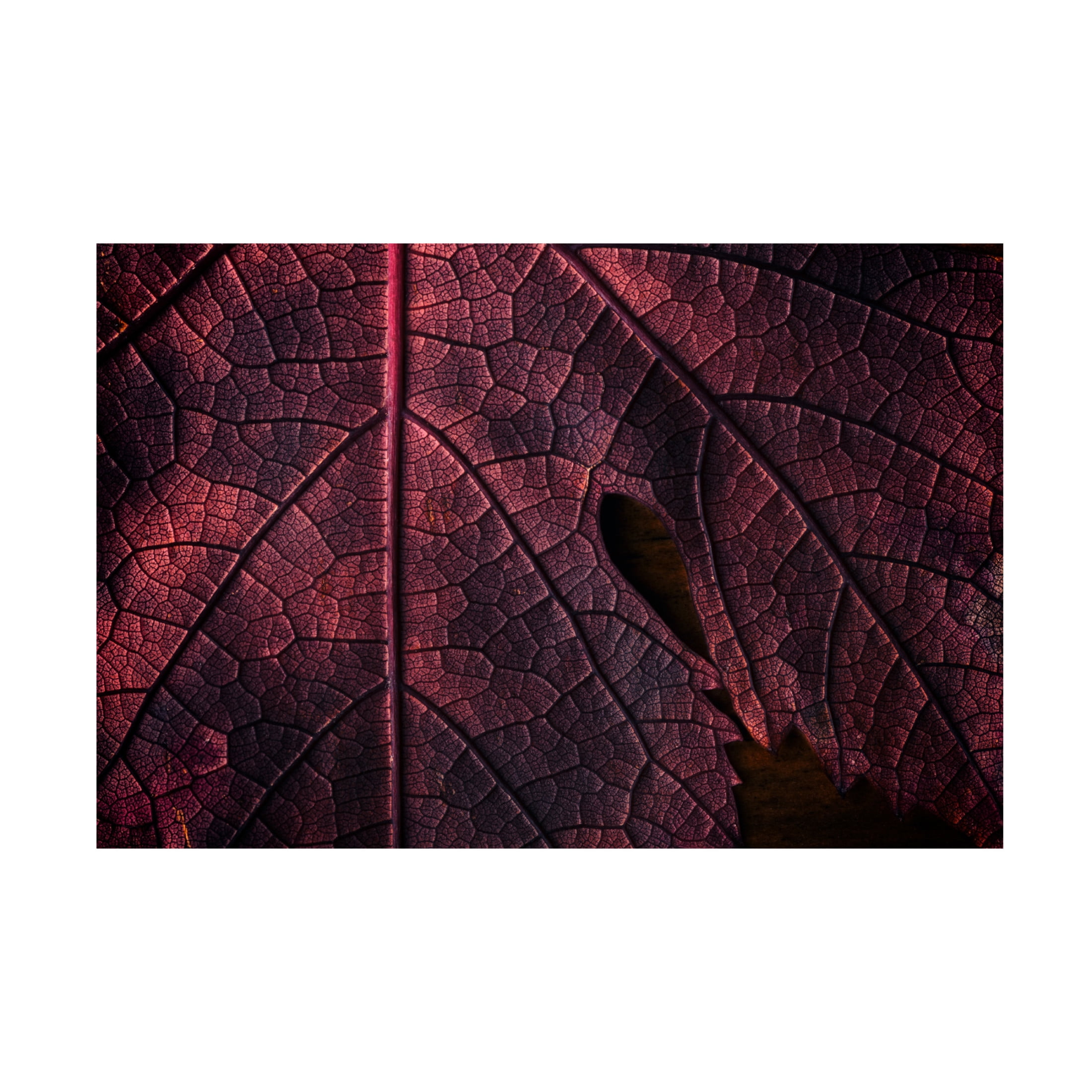 Trademark Fine Art Saleh Swid God Geographic Canvas Wall Art