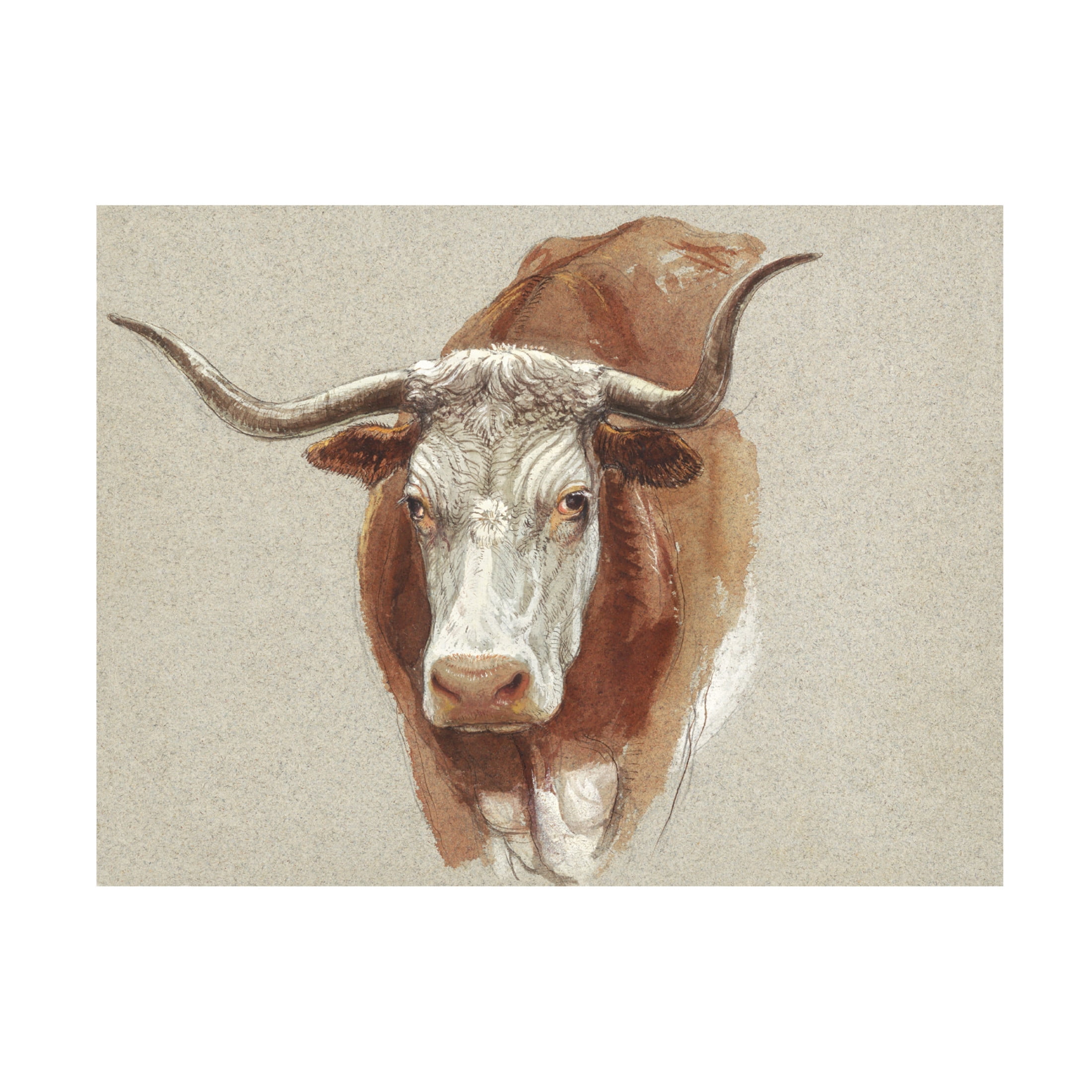 Trademark Fine Art Samuel Colman  Colman Cow Portrait Study II Canvas Wall Art
