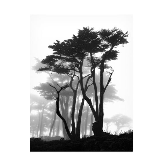 Trademark Fine Art Samuel Vovsi California Pines in Fog Canvas Wall Art