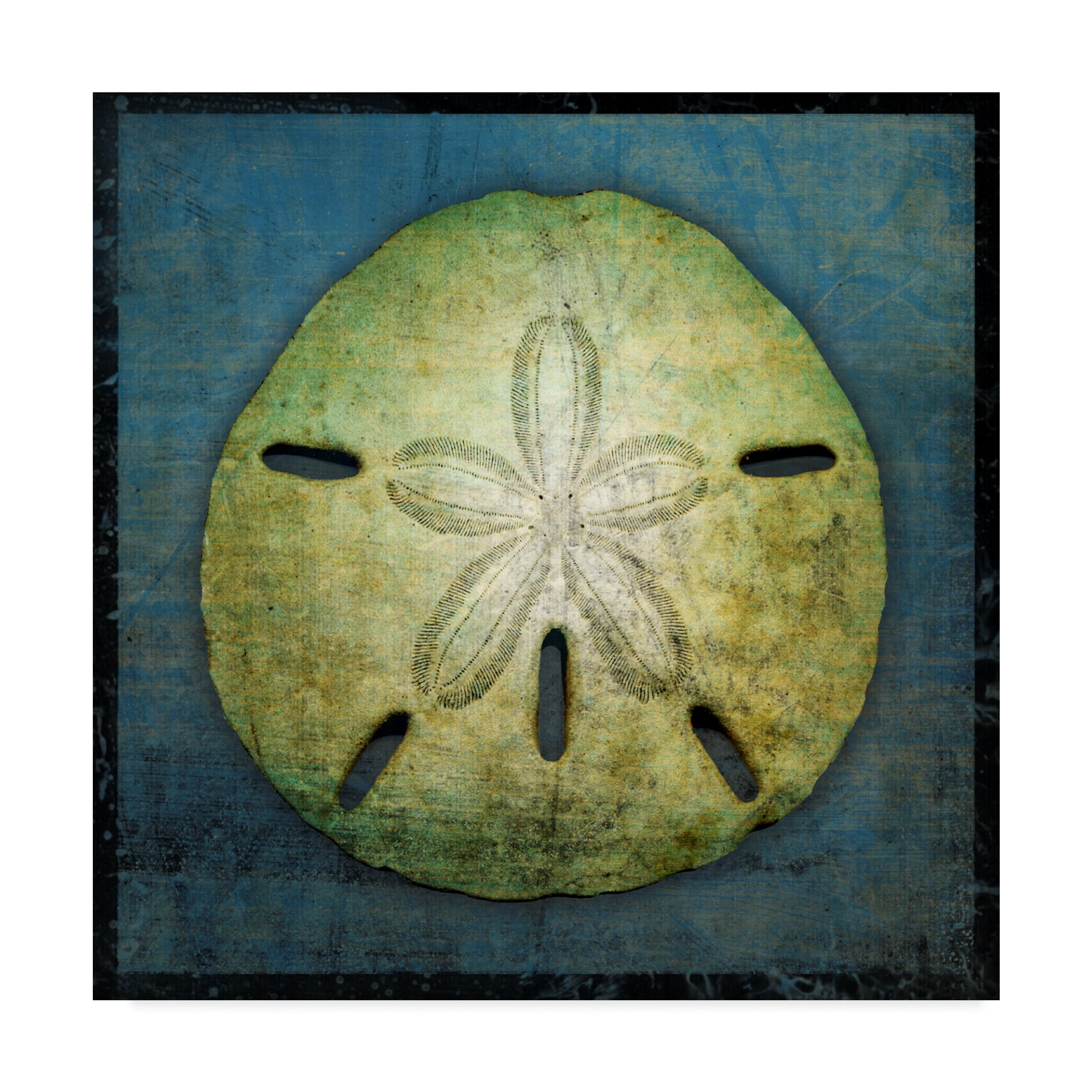 Trademark Fine Art 'Sand Dollar' Canvas Art by John W. Golden