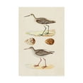 thumbnail image 1 of Trademark Fine Art 'Sandpipers And Eggs II' Canvas Art by Morris, 1 of 4