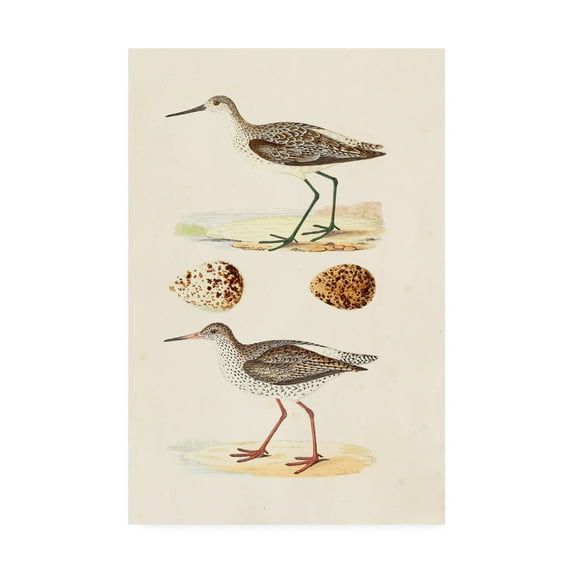 Trademark Fine Art 'Sandpipers And Eggs II' Canvas Art by Morris
