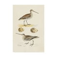 thumbnail image 1 of Trademark Fine Art 'Sandpipers And Eggs III' Canvas Art by Morris, 1 of 4