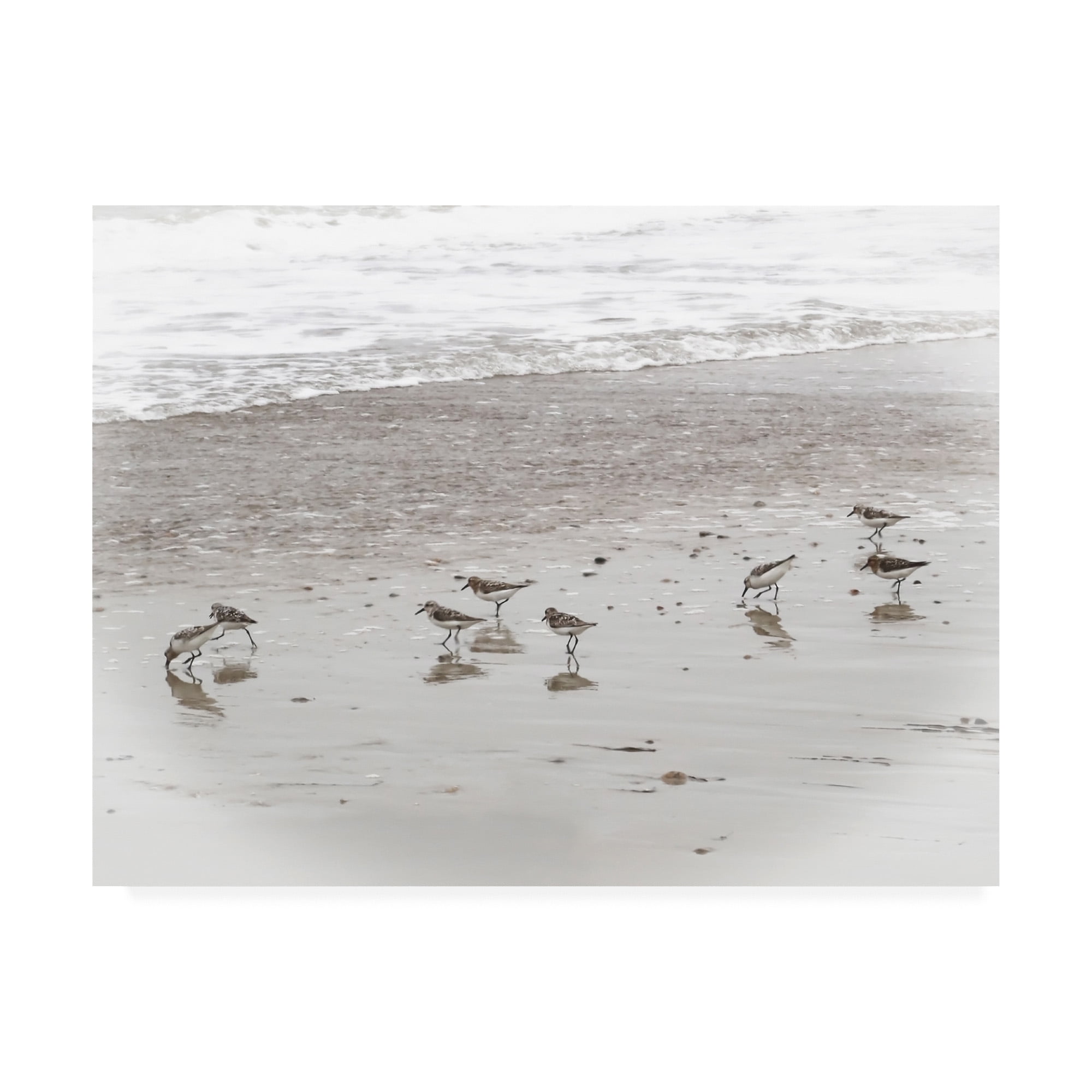 Trademark Fine Art 'Sandpipers' Canvas Art by Brooke T. Ryan
